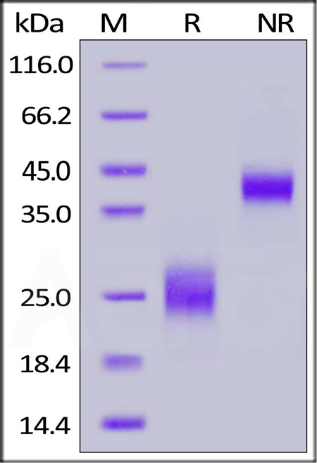 CTLA-4 SDS-PAGE