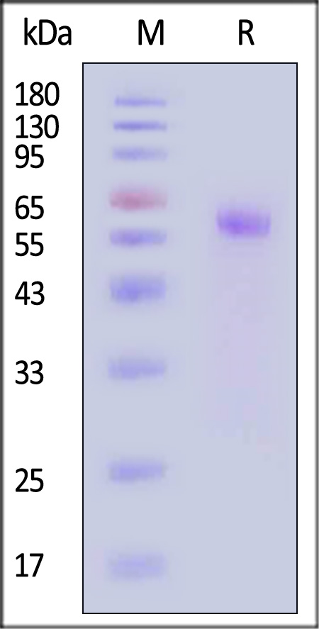 CTLA-4 SDS-PAGE