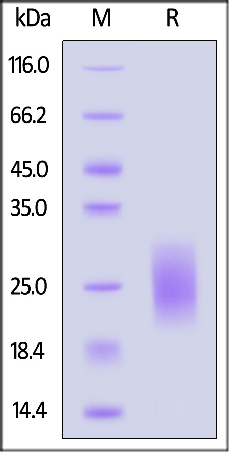 CTLA-4 SDS-PAGE