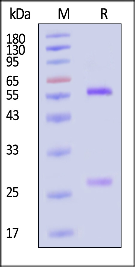 DENV 2-NS1 SDS-PAGE