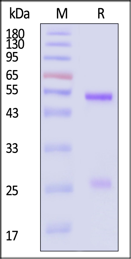 IgG control SDS-PAGE