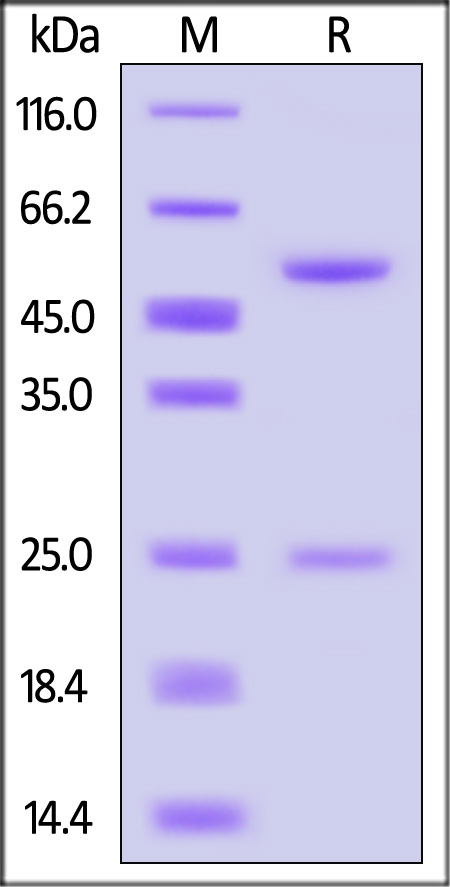 IgG control SDS-PAGE