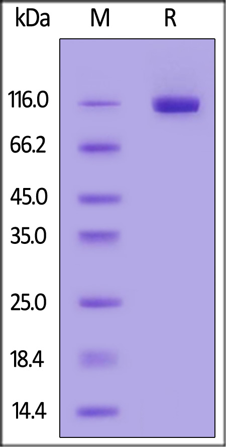 DP4-M52H5-sds