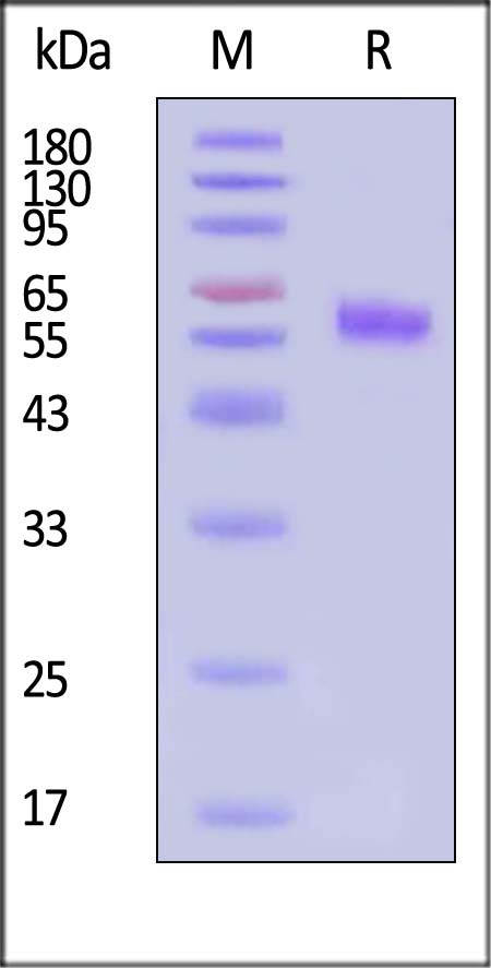 DR3 SDS-PAGE