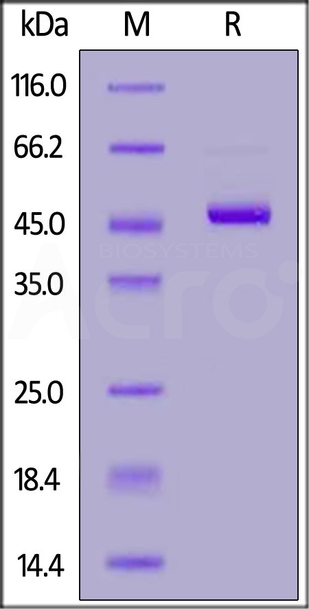 Ephrin-A4 SDS-PAGE