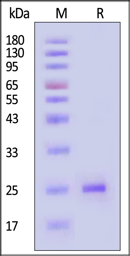 EB3-H51H3-sds