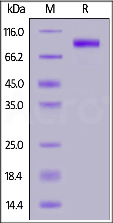 EGFRvIII SDS-PAGE