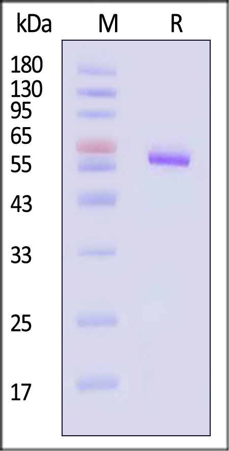 ENN-D5244-sds