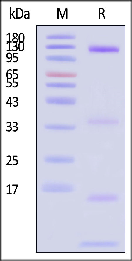 ENN-V5283-sds