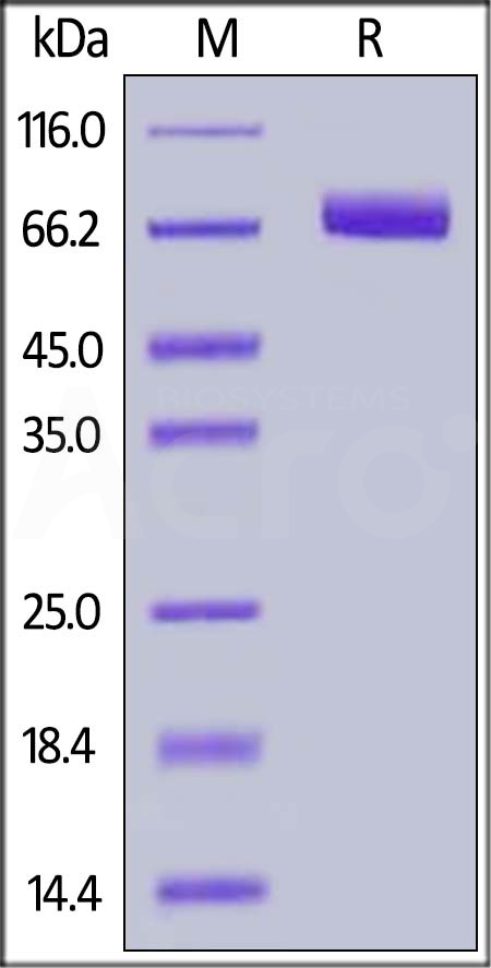 EphA4 SDS-PAGE