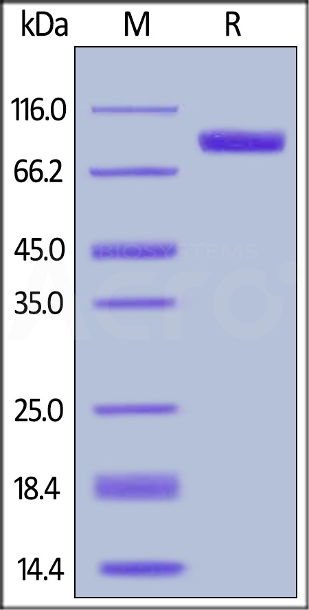 Mouse Her2, His Tag (Cat. No. ER2-M5220) SDS-PAGE gel