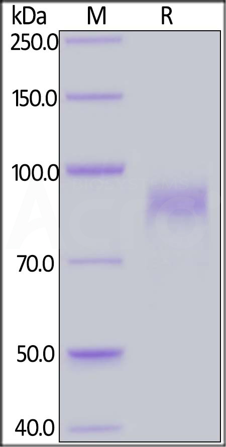 ErbB3 SDS-PAGE