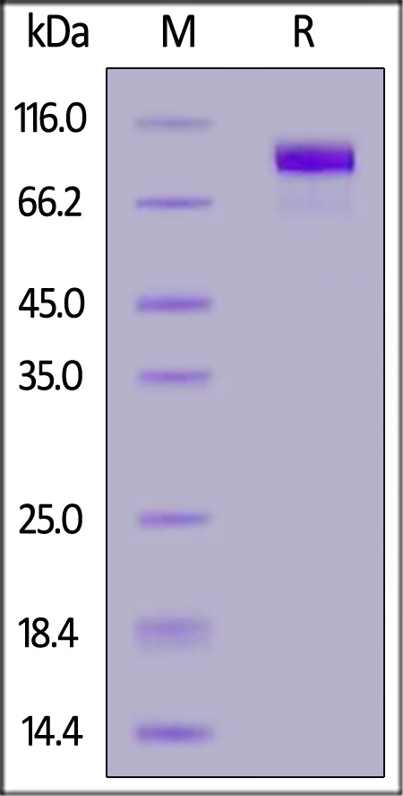 ErbB3 SDS-PAGE