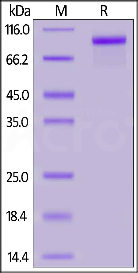 ErbB3 SDS-PAGE