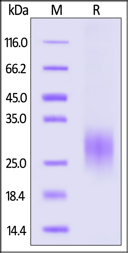 FAS Ligand SDS-PAGE