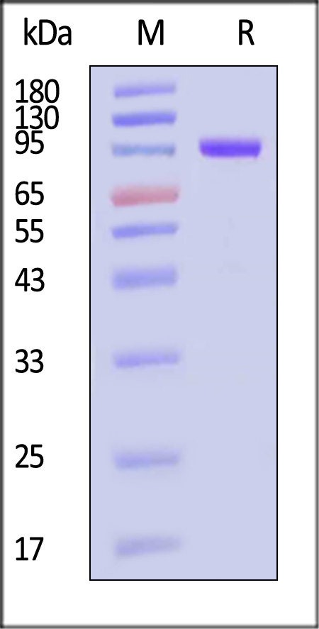 Biotinylated Human FAP Protein, His,Avitag (Cat. No. FAP-H82Q6) SDS-PAGE gel