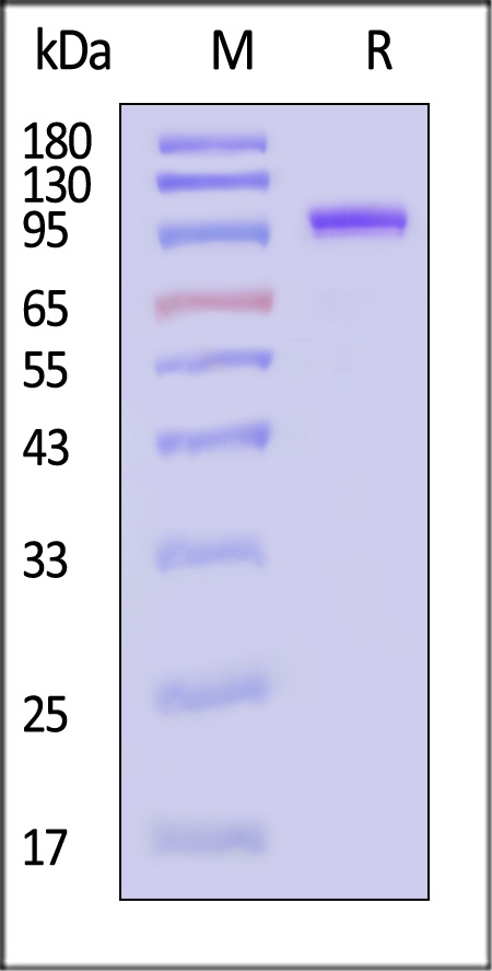 Biotinylated Mouse FAP, His,Avitag (Cat. No. FAP-M82Q8) SDS-PAGE gel