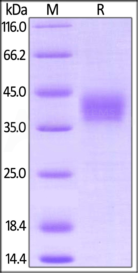 Fc gamma RIII / CD16 SDS-PAGE