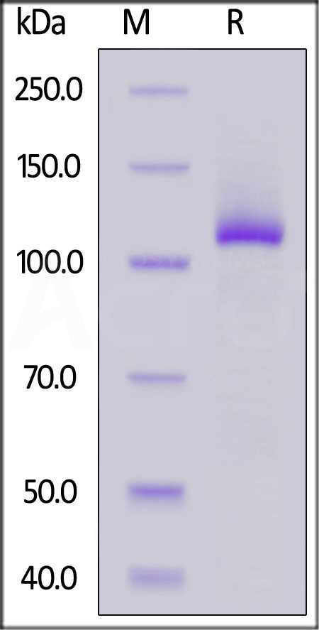 Human FGL1 (64-312), Fc Tag (Cat. No. FG1-H5254) SDS-PAGE gel