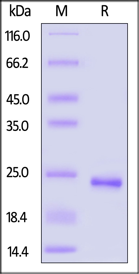 FGF-4 SDS-PAGE