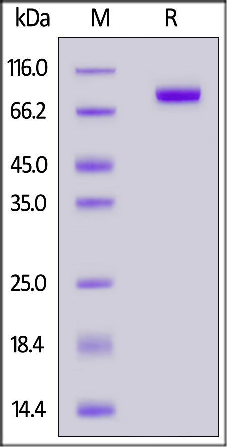 FGF R4 SDS-PAGE