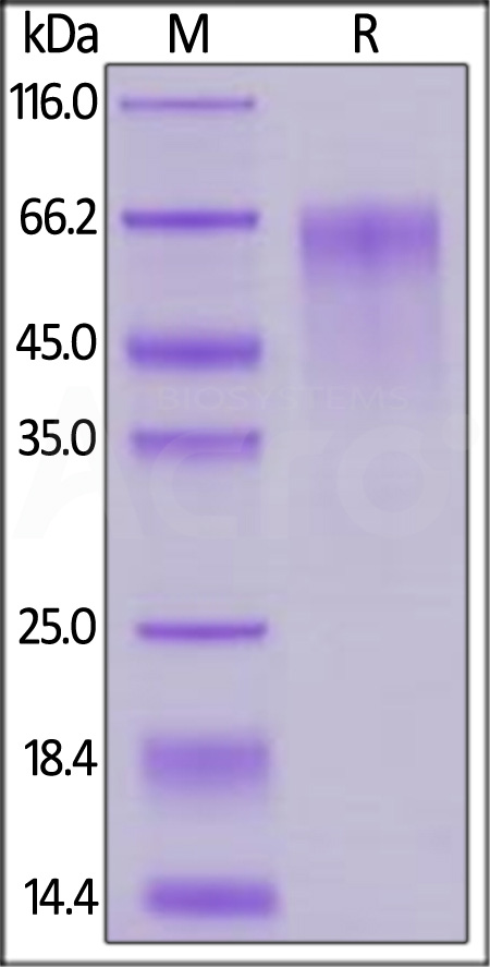 FG4-M52Ha-sds