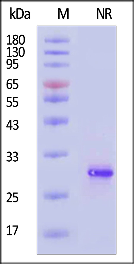 FGF-17 SDS-PAGE