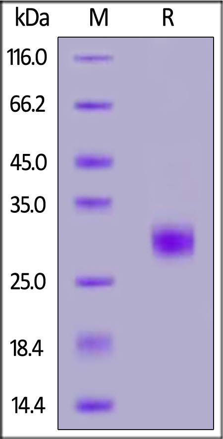 FG7-H82E7-sds