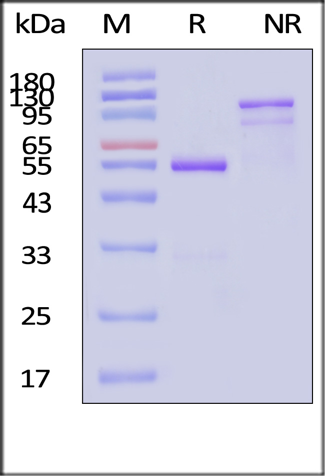 FG9-H4267-sds