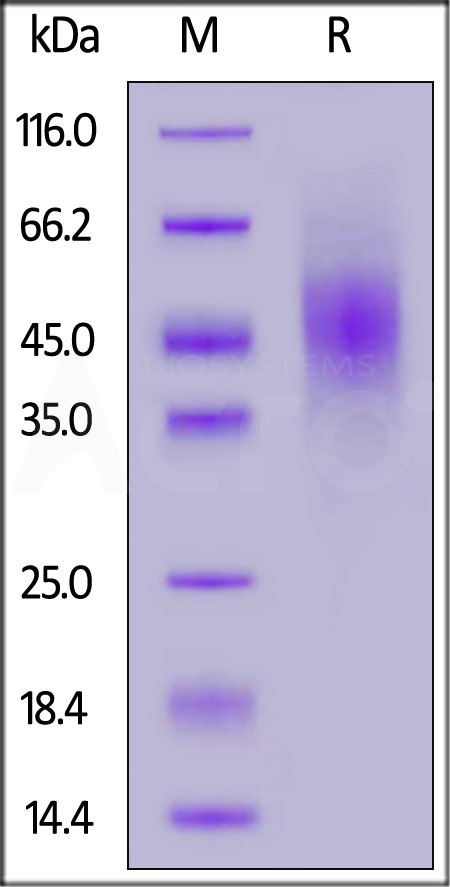 FGF R2 (IIIb) SDS-PAGE