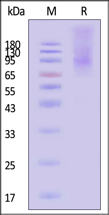 Flt-3 SDS-PAGE