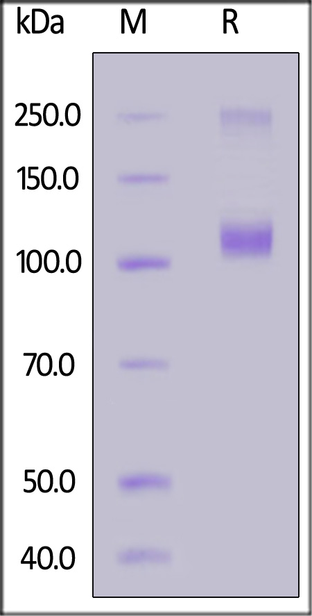 Flt-3 SDS-PAGE