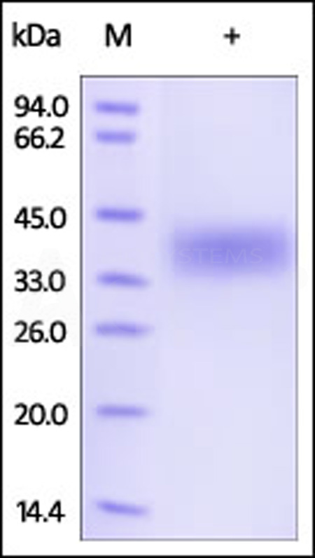 FOLR1 SDS-PAGE