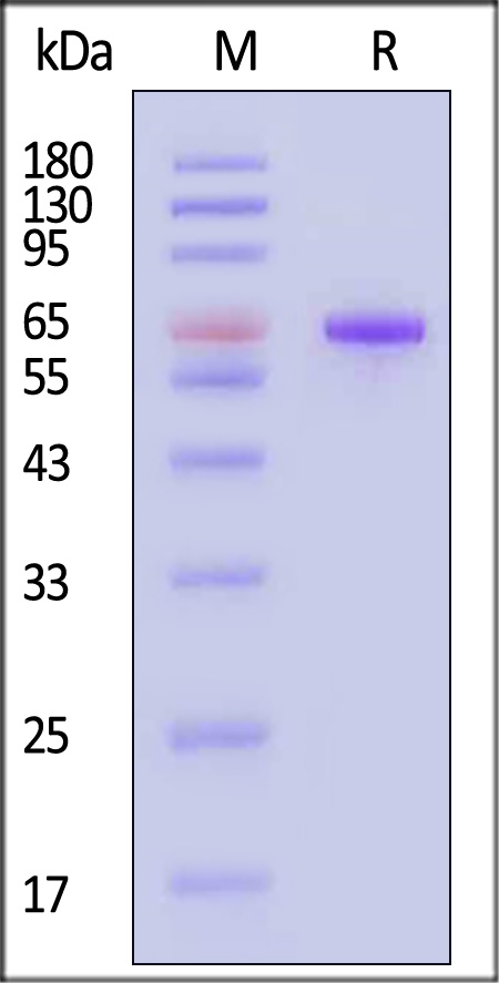 FOLR1 SDS-PAGE