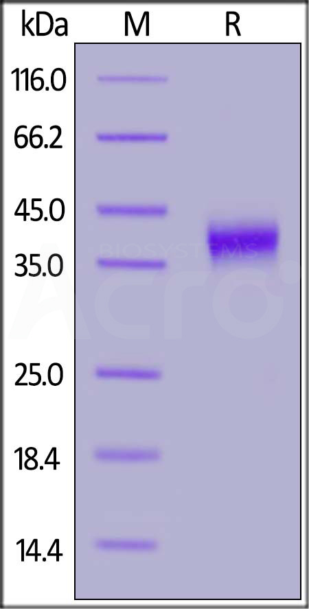 FOLR1 SDS-PAGE