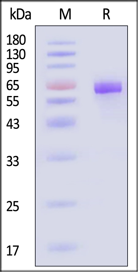 FOLR1 SDS-PAGE