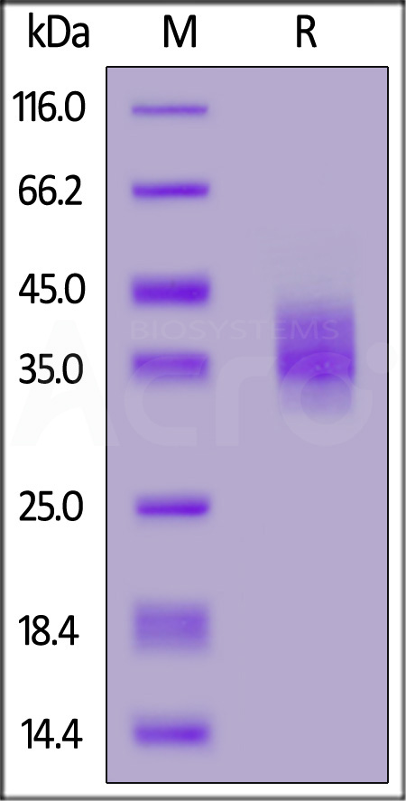 FOLR3 SDS-PAGE