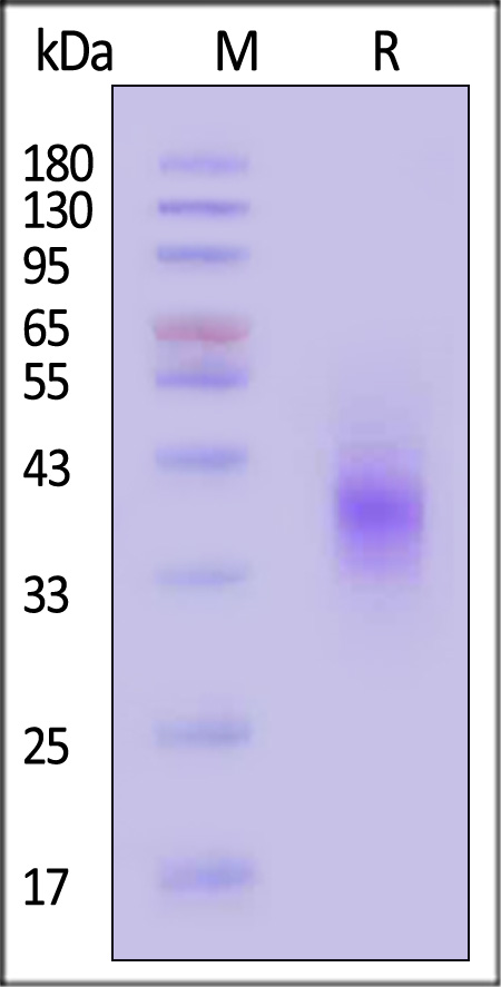 FOLR3 SDS-PAGE