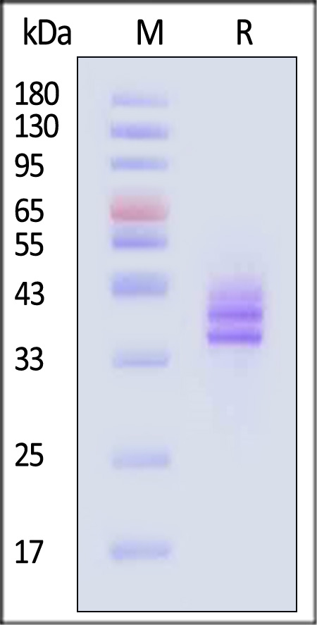 FON-H52H4-sds