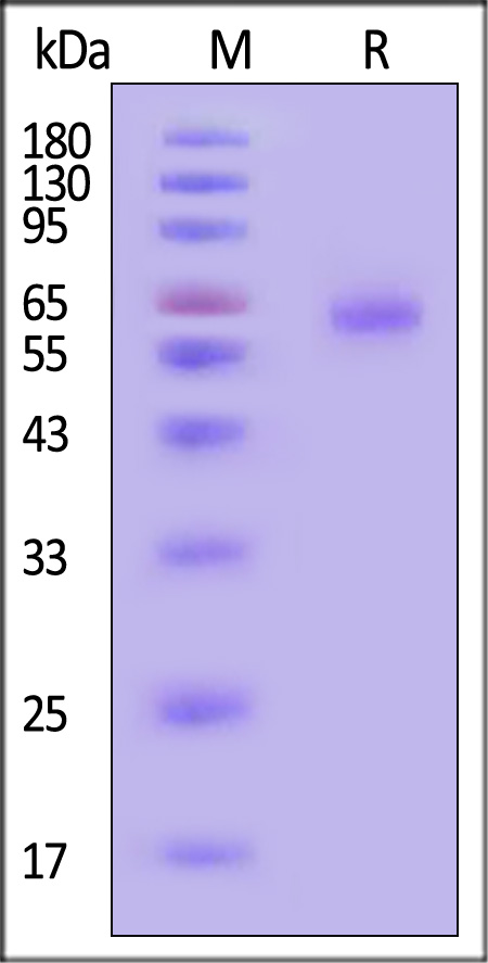 FUN-H52H4-sds