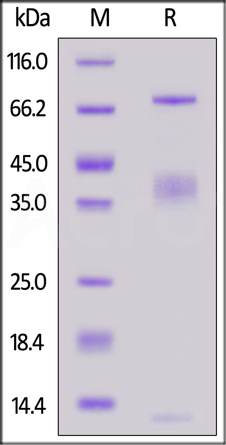 GA1-H52W9-sds