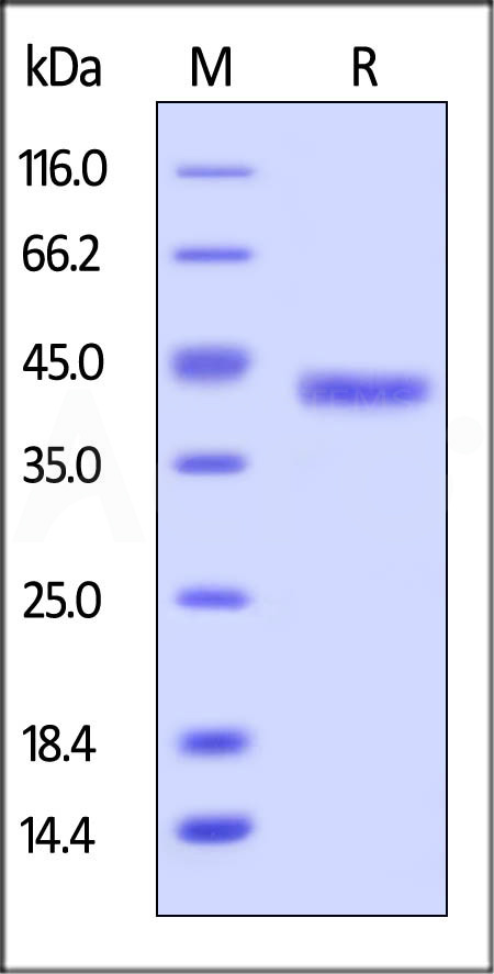 GA4-H5246-sds