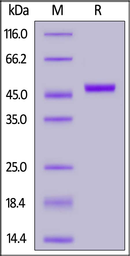 GAS6 SDS-PAGE