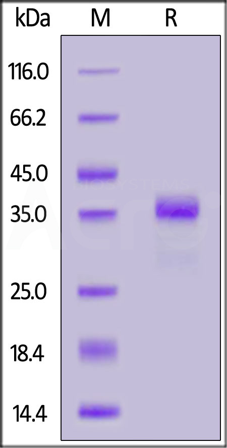 Gastrin-17 SDS-PAGE