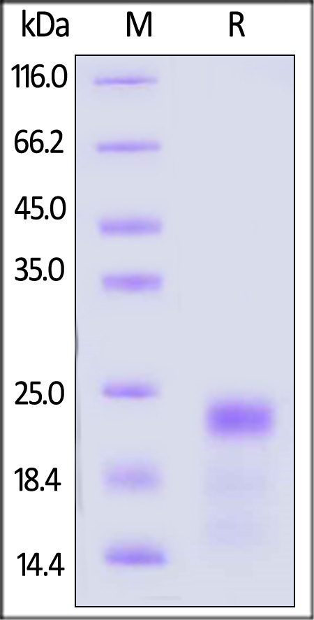 GDF-M5245-sds