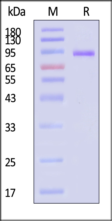 Glycoprotein H & Glycoprotein L (EBV) SDS-PAGE