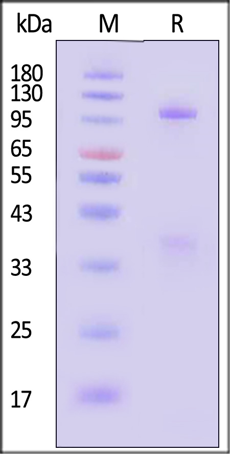 gH&gL SDS-PAGE