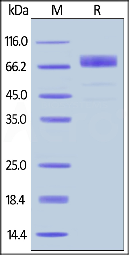 Growth Hormone R SDS-PAGE