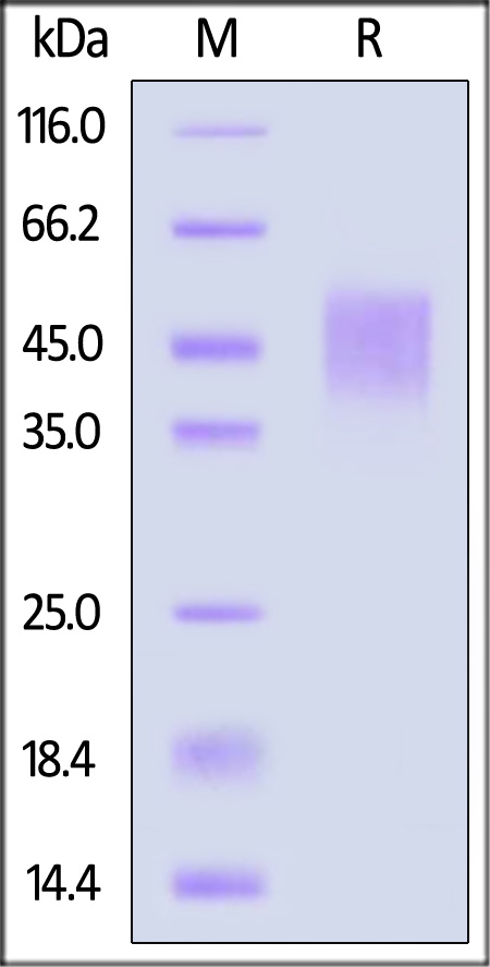 Growth Hormone R SDS-PAGE