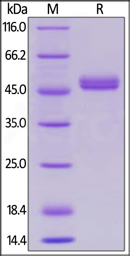 GITR Ligand SDS-PAGE